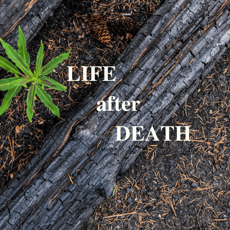 Green shoot growing near burned log