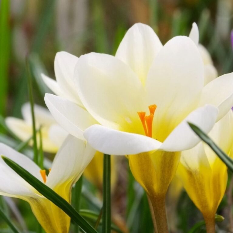white crocus flower